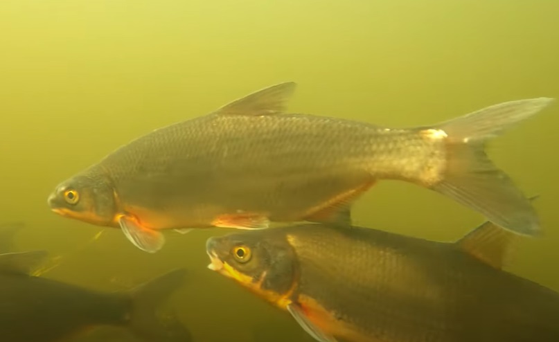 Certa ryba – informacje, wymiar ochronny, z rodziny karpiowatych, gdzie występuje, cena