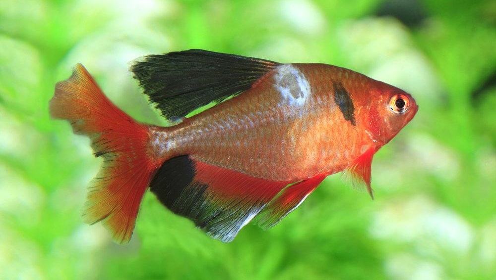 Pleśniawka u ryb w stawie – czy jest zaraźliwa? Skąd się bierze?