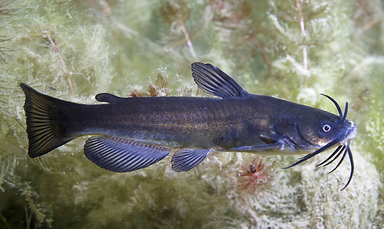 Sumik karłowaty – rekord w Polsce i na świecie