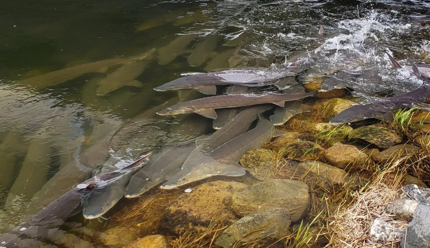 Jak wygląda hodowla jesiotra w stawie przydomowym?