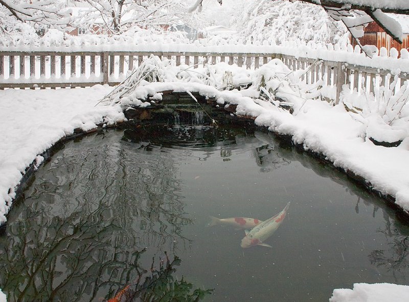 Co robią ryby zimą i co się z nimi dzieje?