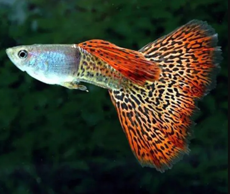 Najładniejsze ryby akwariowe słodkowodne – zdjęcia