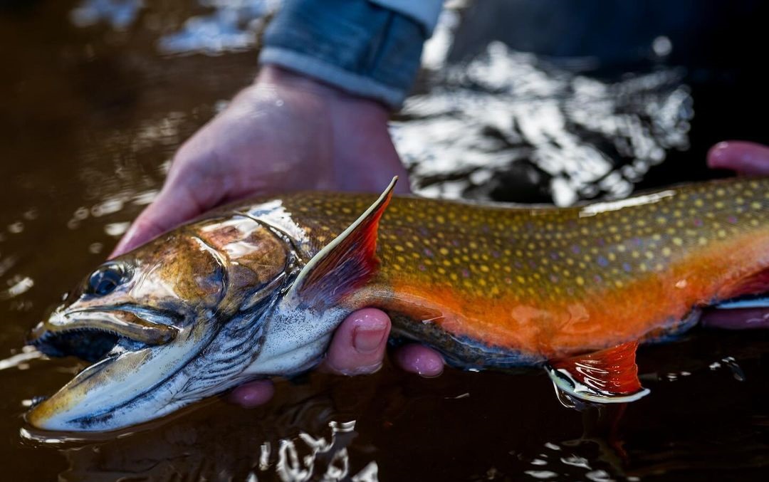 Pstrąg źródlany – informacje, charakterystyka, występowanie w Polsce, hodowla, jak wygląda, cena za kg