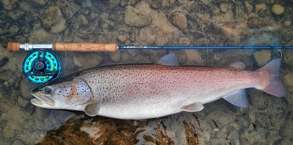 Głowacica – informacje, wymiar i okres ochronny, występowanie, na co łowić, ile żyje, cena za kg