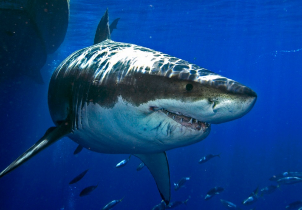 Rekin ludojad – wymiary, gdzie występuje, w Bałtyku, czy jest groźny?