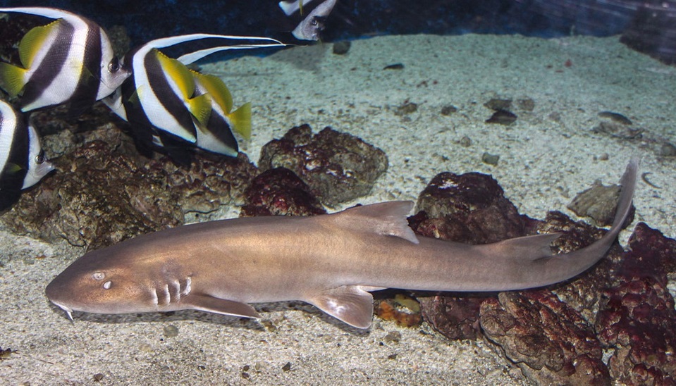 Rekin bambusowy – jak odróżnić samca od samicy? Cena