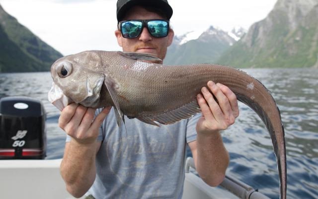 Grenadier ryba – opinie na forum, adekwatności, czy jest zdrowa i smaczna, cena za kg