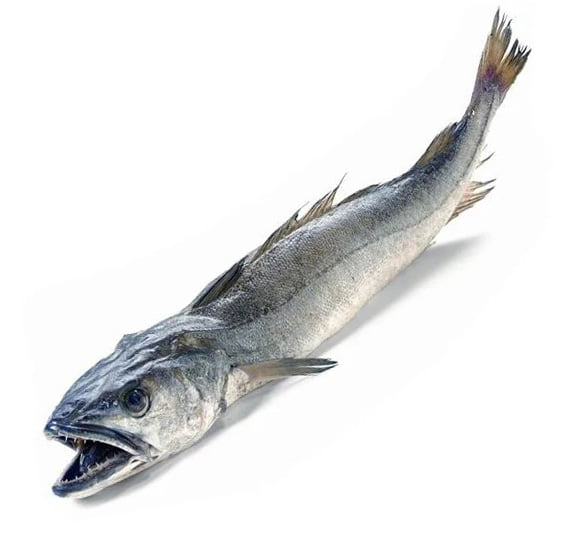 Morszczuk – co to za ryba, opinie na forum, adekwatności, czy jest smaczna i dobra, gdzie kupić, cena za kg