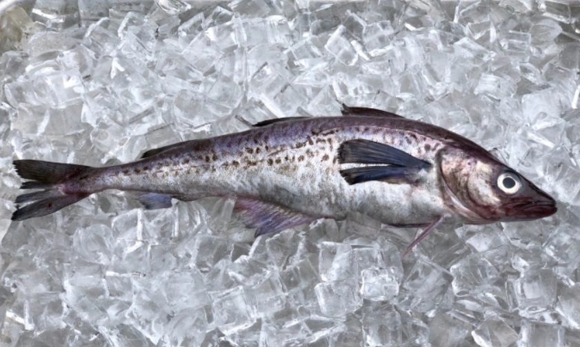 Mintaj – co to za ryba, opinie na forum, adekwatności, czy jest smaczna i dobra, gdzie kupić, cena za kg