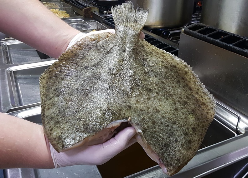 Turbot – co to za ryba, opinie na forum, adekwatności, czy jest smaczna i dobra, gdzie kupić, cena za kg