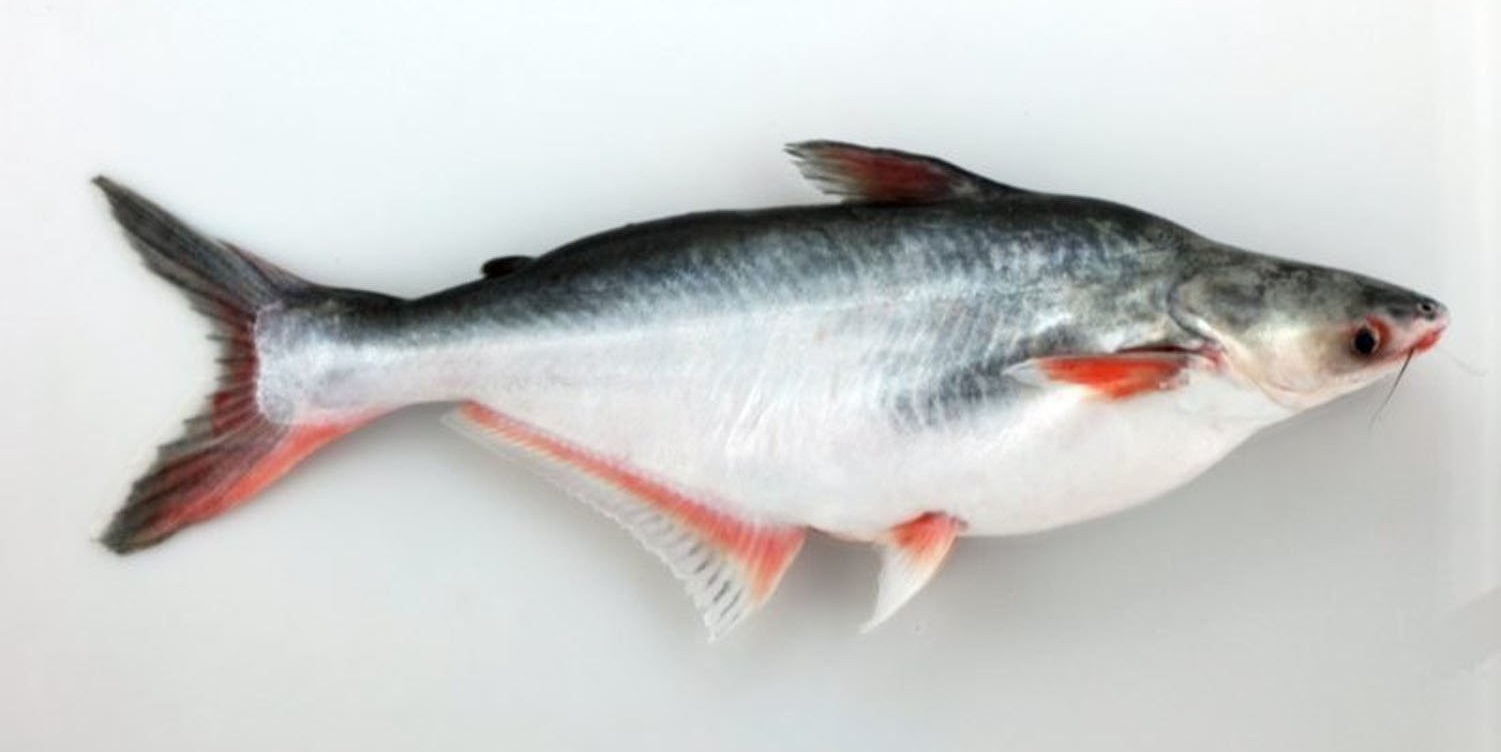 Basa – co to za ryba, opinie na forum, adekwatności, czy jest smaczna i dobra, gdzie kupić, cena za kg