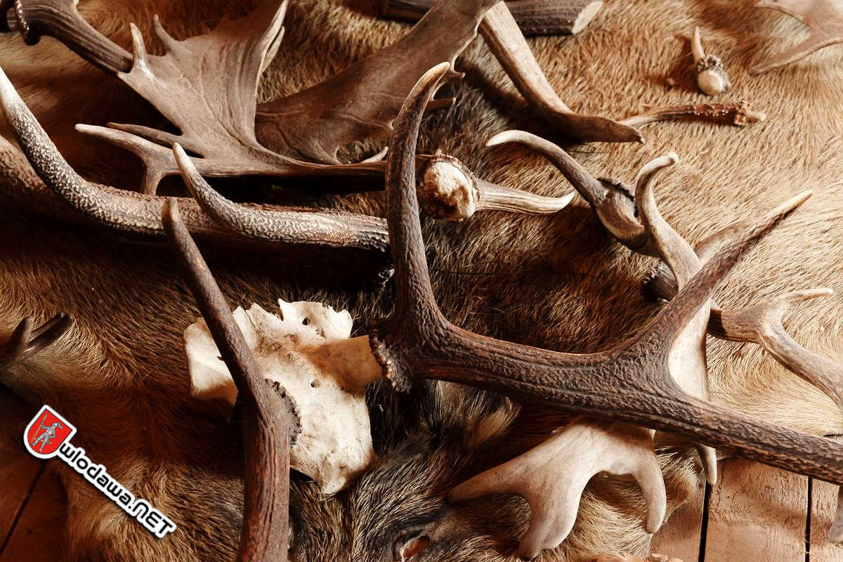 Region: Akcja „Wieniec” to odpowiedź na nielegalne zbieranie poroża w lesie /wideo/