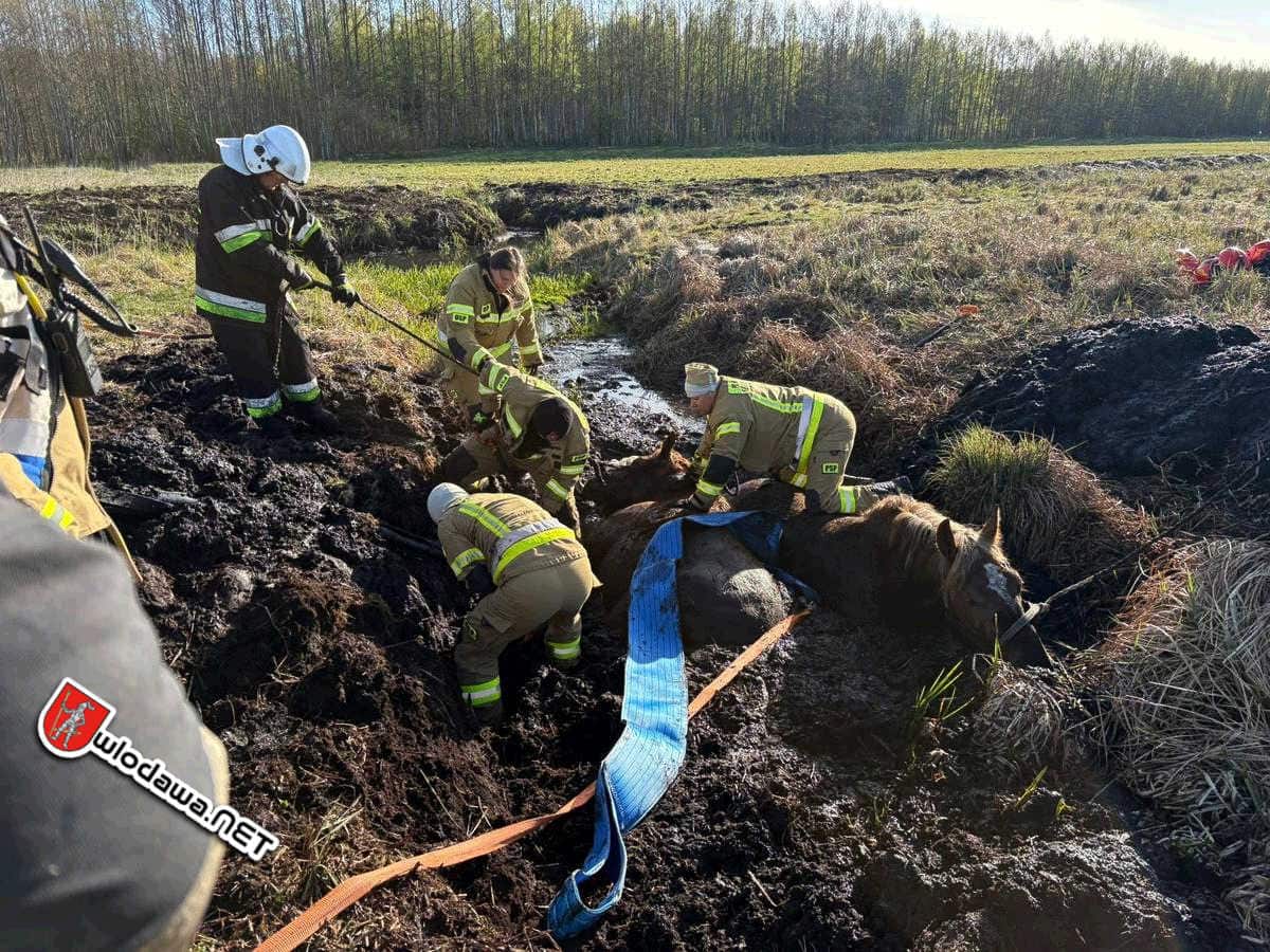 Wola Uhruska: Bagno w Stulnie wciągnęło dwa konie. Mieszkańcy i strażacy OSP ruszyli na ratunek