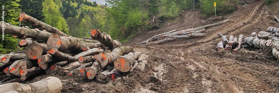 Greenpeace: Ratujmy lasy Karpat! Ostatni bastion dzikiej przyrody w Europie