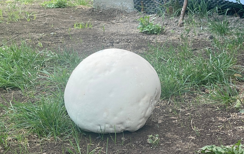 Gdy codziennie rzucimy faktem, zburzymy tę budowlę kłamstwa PiS